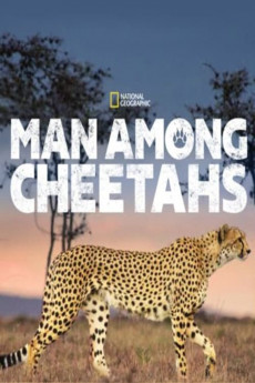 Man Among Cheetahs